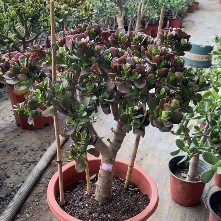 姬红花月一物一拍