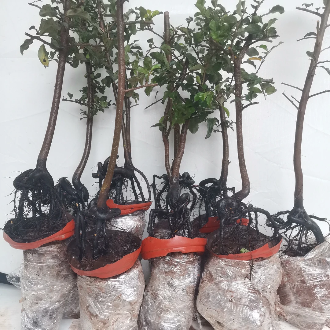 金弹子盆景素材 人工弯弯绞绞提根苗 绿植盆栽随机发货