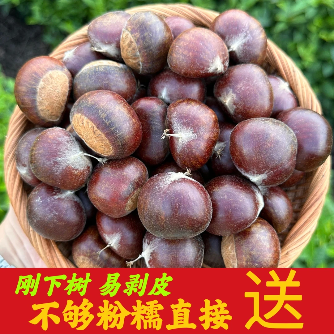 【爆款】【精品带壳油栗】2024年精选新鲜高山老树油栗软糯香甜