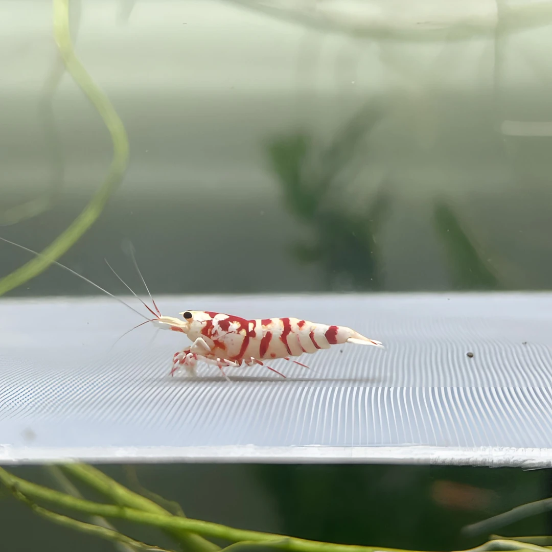 广泓正红花虎水晶虾鱼缸除藻工具鱼虾观赏虾淡水虾
