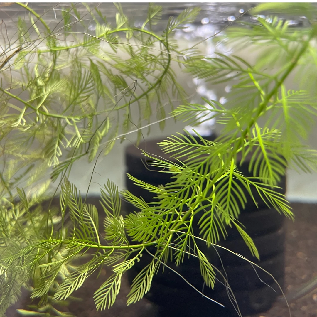 日本雪片羽毛水草日本绿千层吸氨氮免栽种