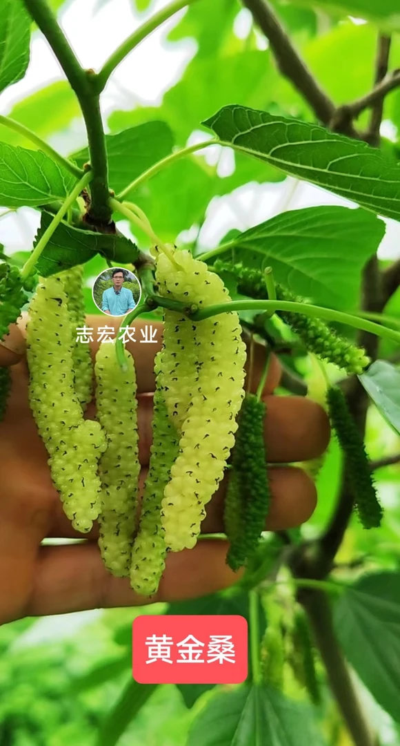四季盆栽地栽观赏绿植 桑  庭院 阳台种植 栽植裸根生长