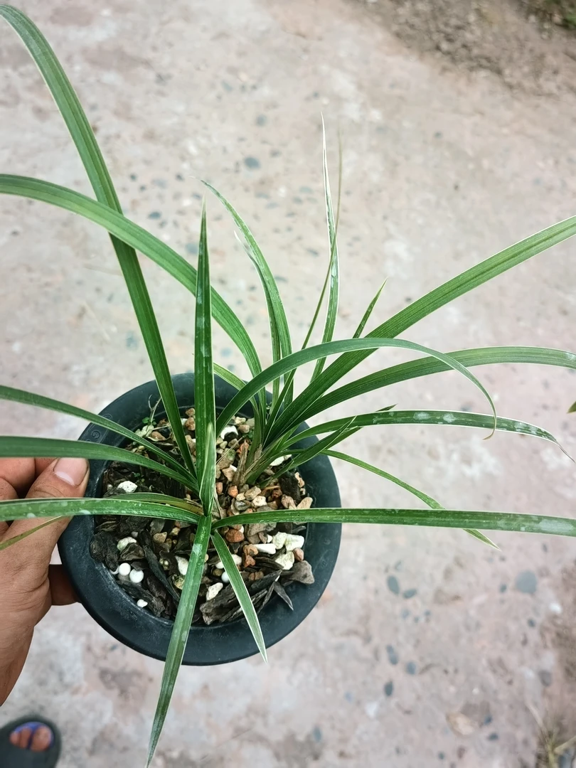 春兰新品种，素花