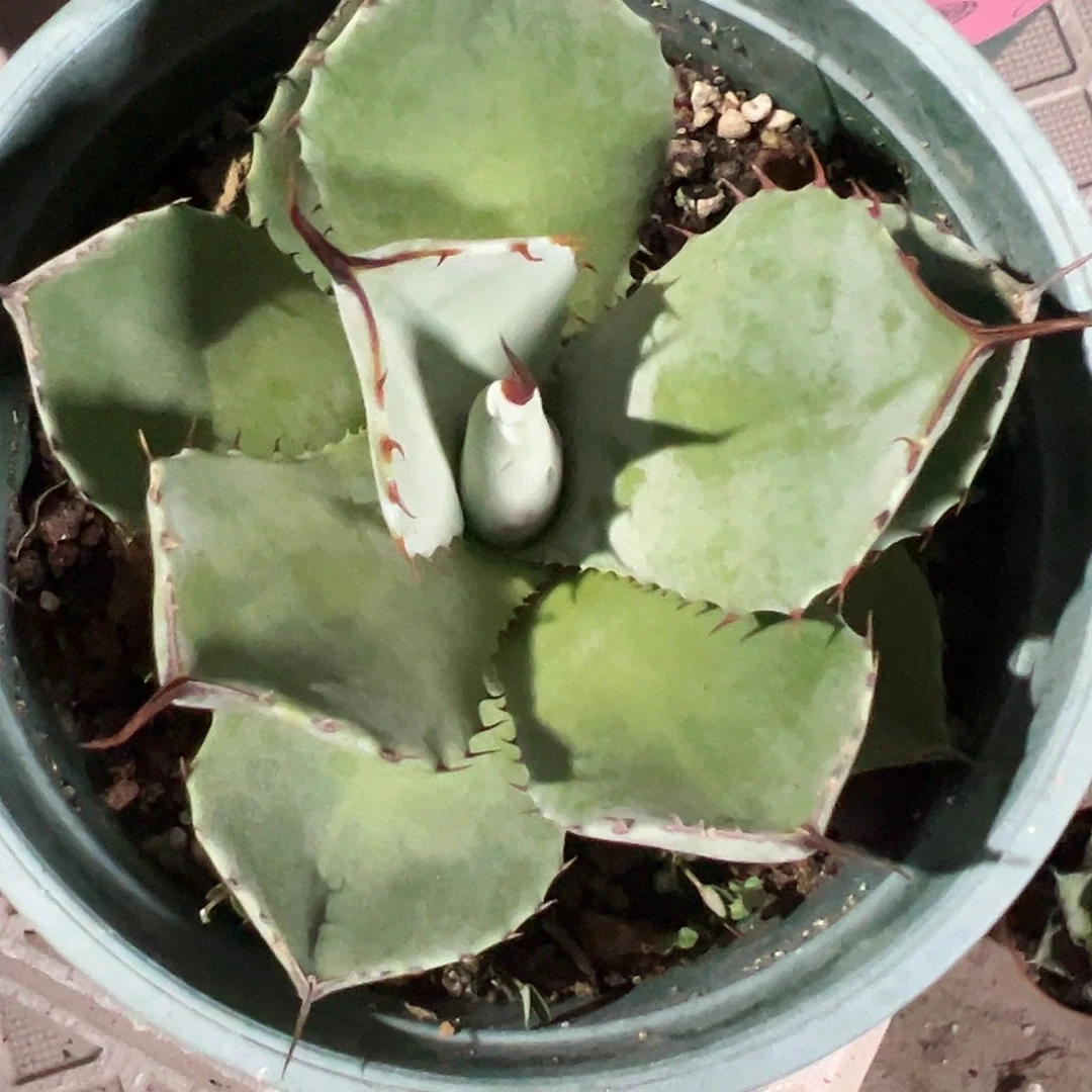 保****6福克斯888888