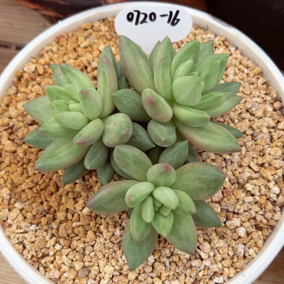 海*?0720-16米其林。。