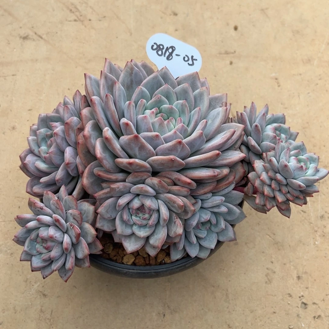 航**?0818-05爱丽儿群