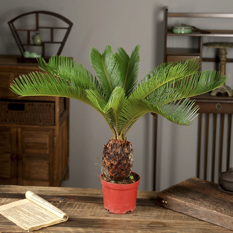 大单头铁树盆栽好养易活绿植室内外四季常青植物