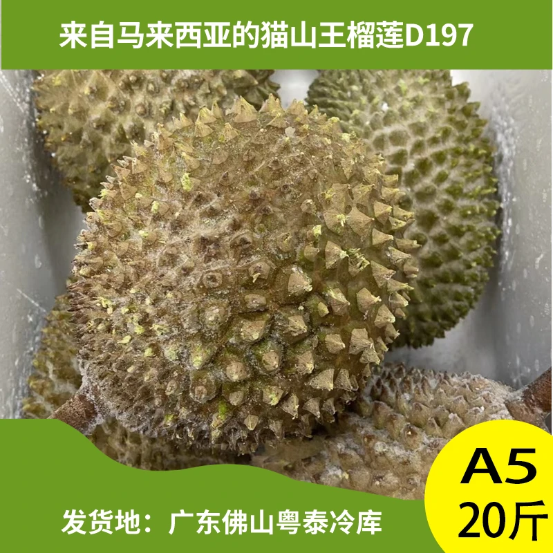 【整箱20斤】马来液氮冷冻D197猫山王A果5粒-每粒保4房口感软糯香甜