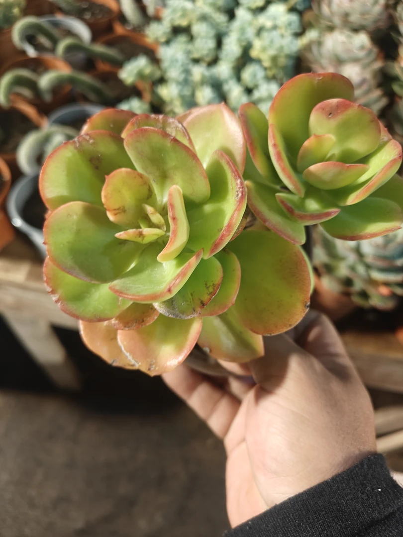 有斑双头红梅多肉植物