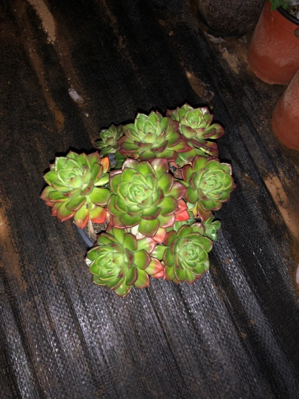 多头老桩火焰蒂亚   全场满12.9包邮不满到付