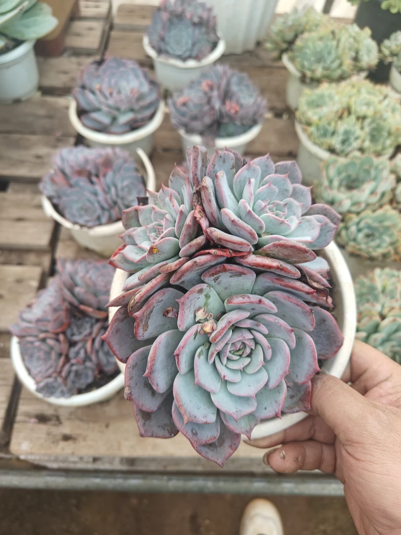 多头劳伦斯多肉植物12.9包邮