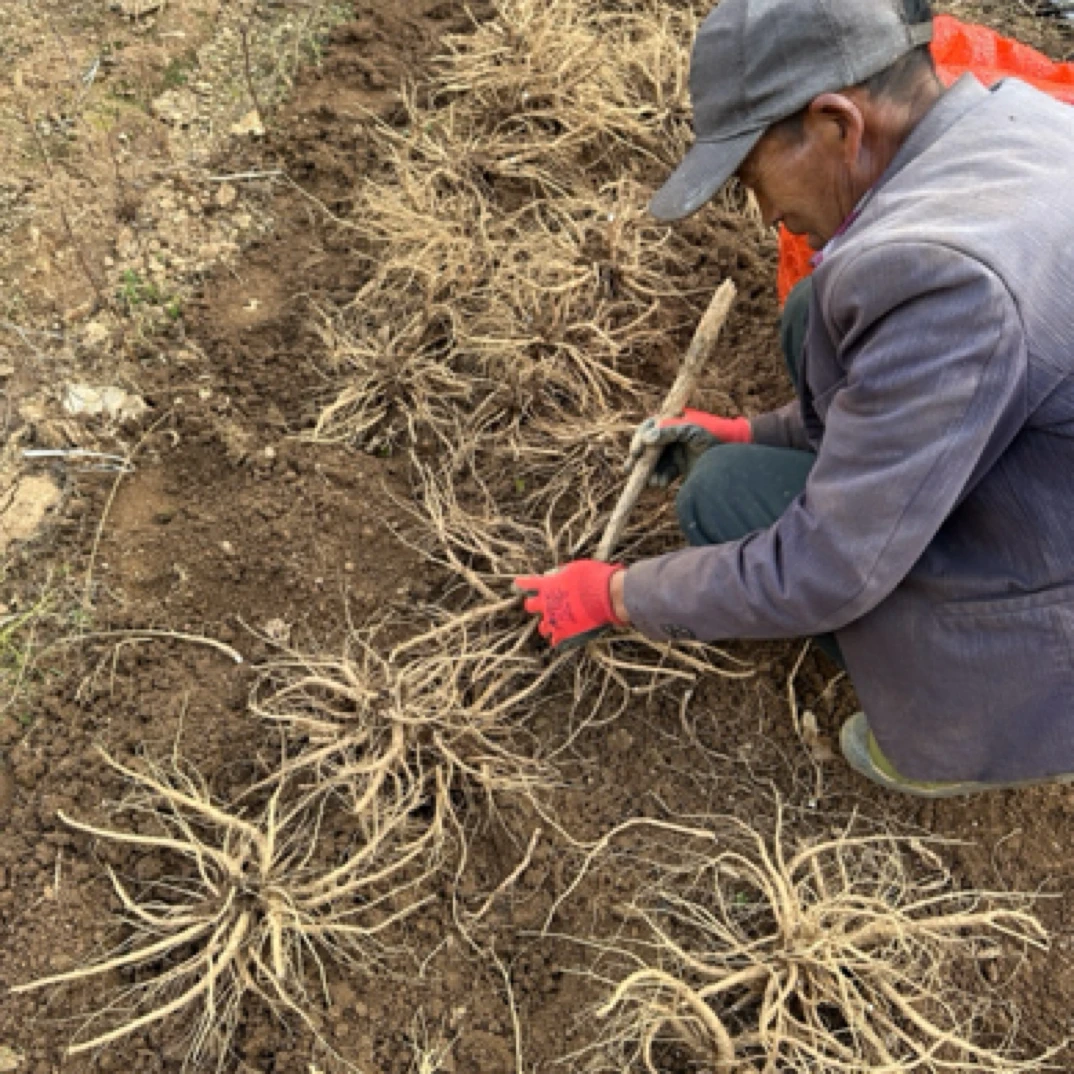 【半干状态】2024年云南本地种植食用当归整根煲汤食材现挖现发