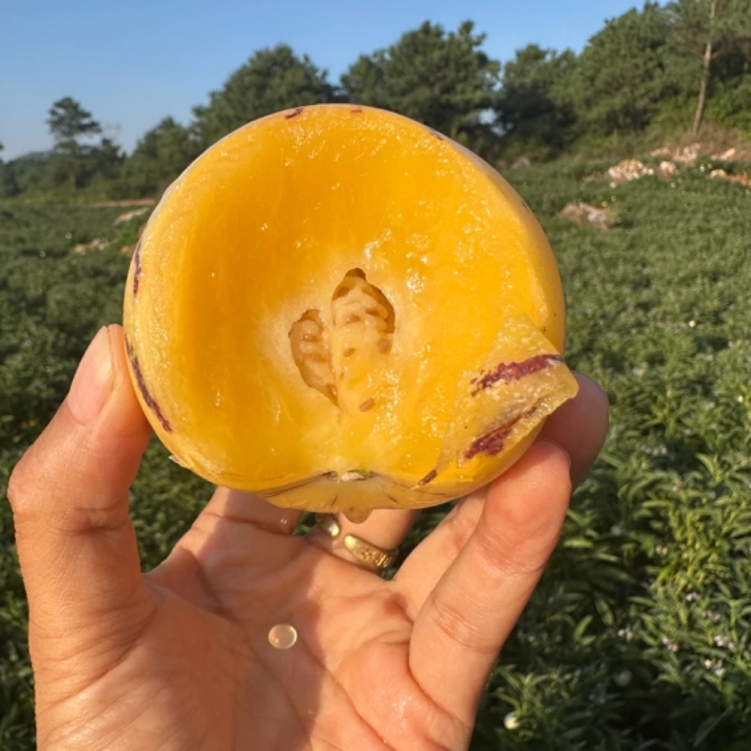 真·自然树上·熟云南石林人参果正宗风化石人参果现摘现发