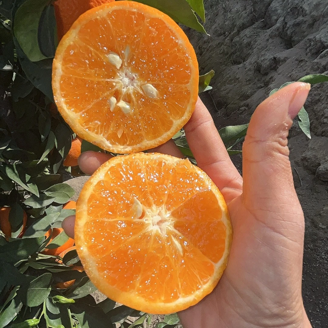 云南元江热带沃柑（小果）源产地 拒绝保鲜剂 现摘现发 净重5斤 9斤