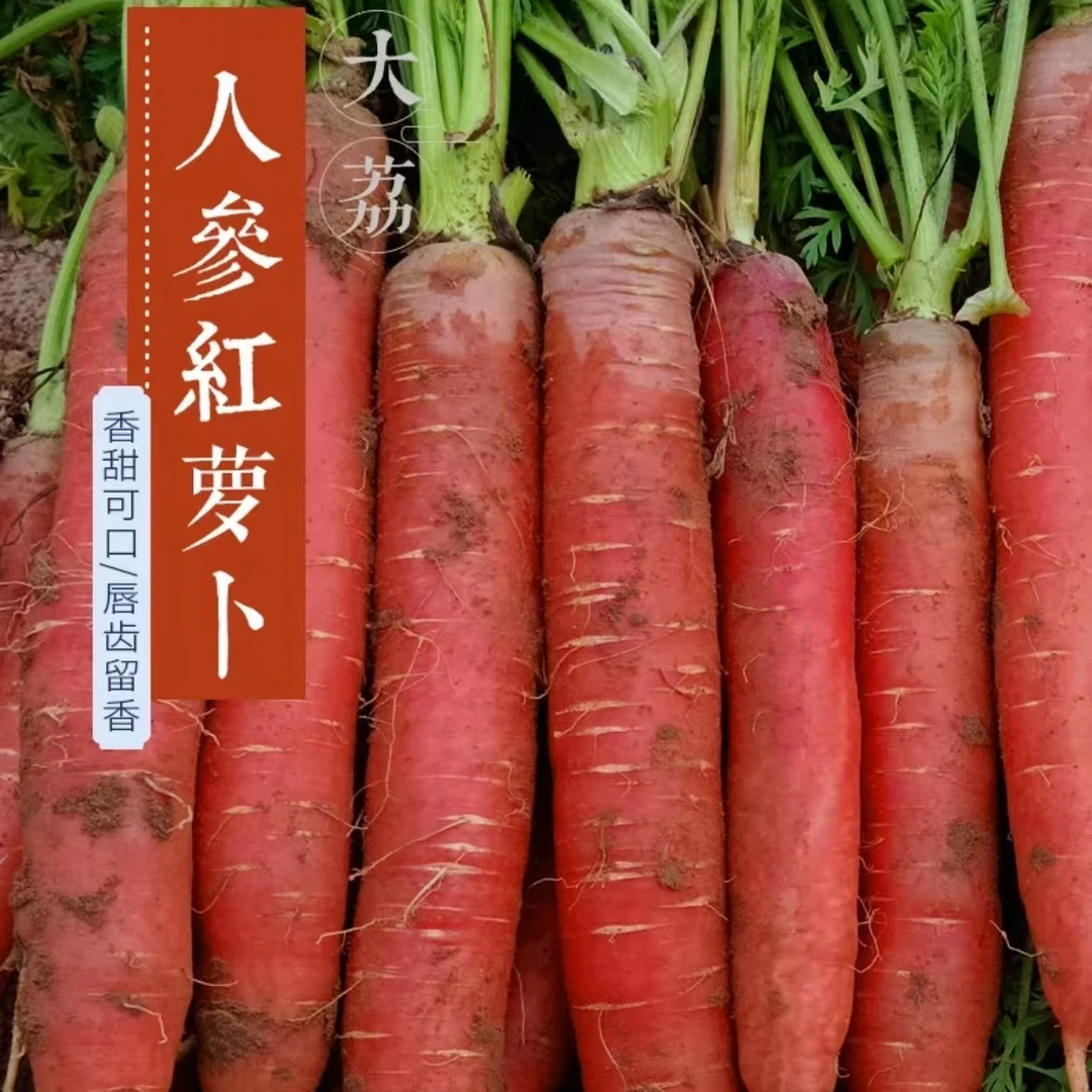 【陕西水果红萝卜】24年新挖陕西大荔沙地红萝卜产地直发新鲜