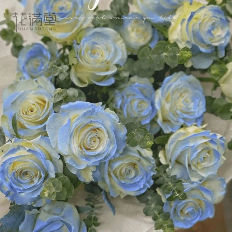 【家居鲜花】10支碎冰蓝白玫瑰-家庭鲜花家居花生活鲜花摆放办公室瓶插花装饰附近花店送花上门