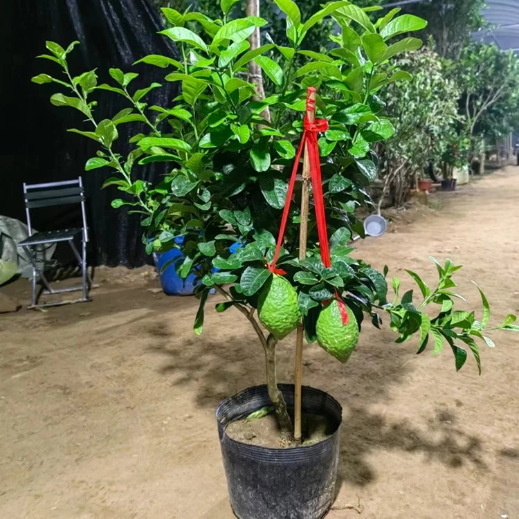 庭院盆栽植物  【一物一拍】