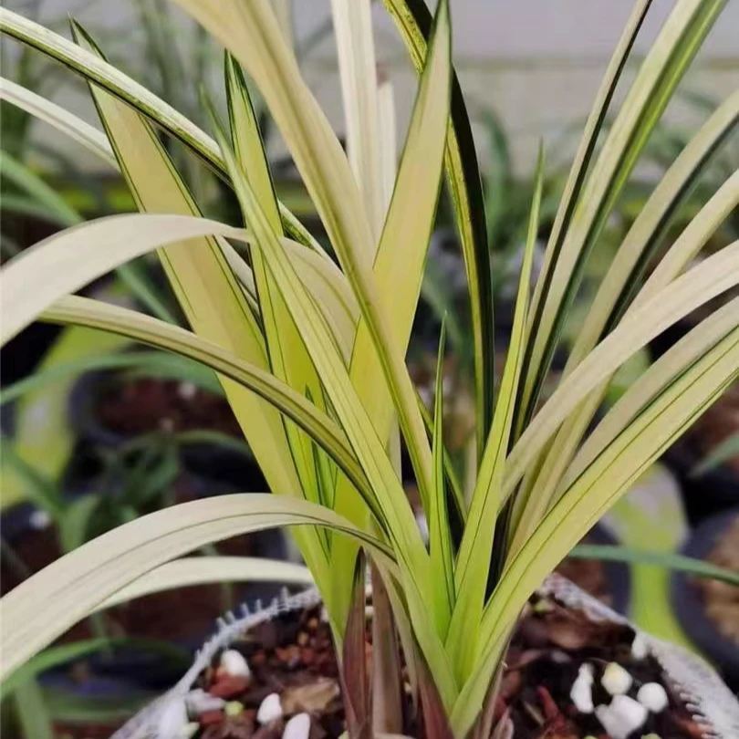 国兰春兰 春剑莲瓣惠兰