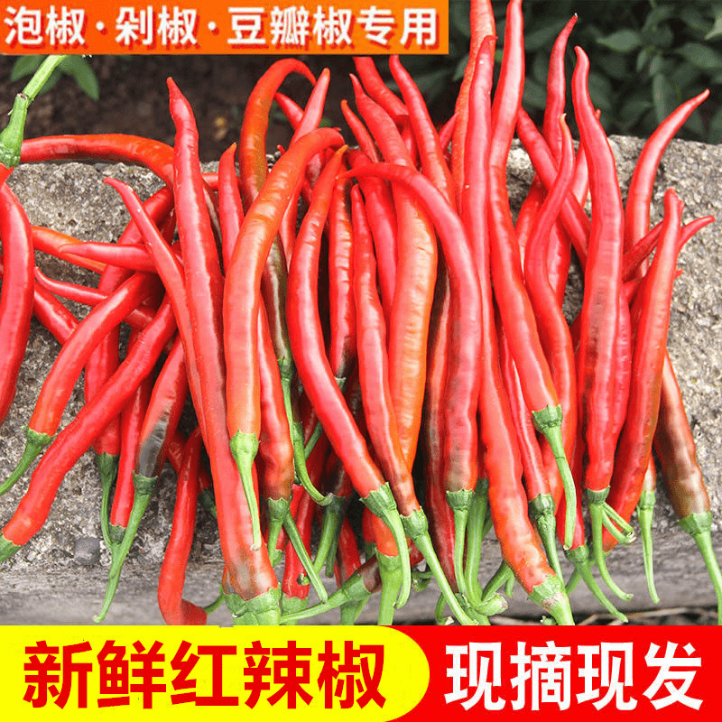 [张口鲜严选]新鲜红辣椒二荆条红线椒可做剁椒酱泡椒1/3/5/9斤