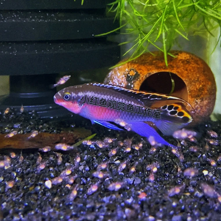 精品红肚凤凰鱼，白化红肚凤凰，红颊红肚凤凰种鱼一手货源非鱼场鱼