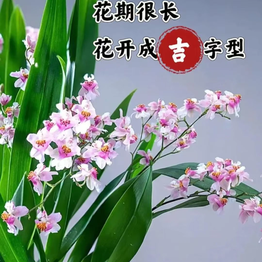 梦香兰【樱花粉】带花苞浓香型室内阳台茶桌绿植花卉原盆原土发货