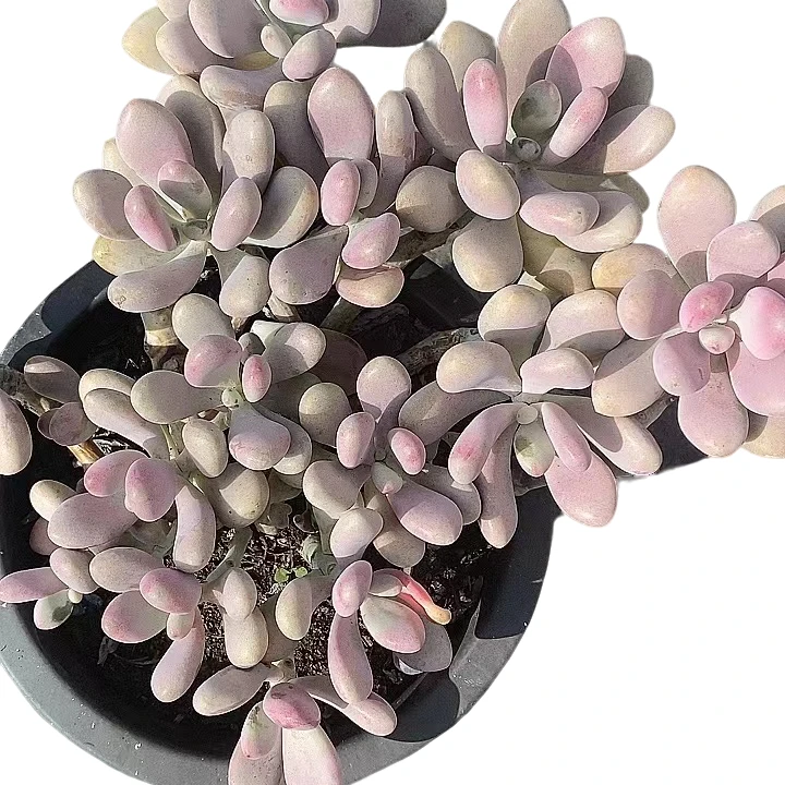桃蛋 种植园艺产品美丽陶粒进口对比根系可选