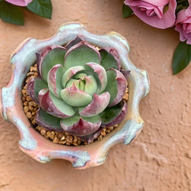 惊鸿仙子 种植园艺产品美丽陶粒进口对比根系可选