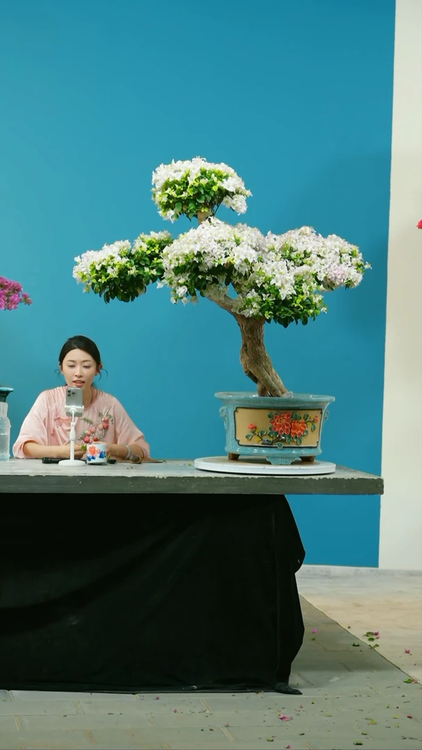 【闪购商品】盆景三角梅