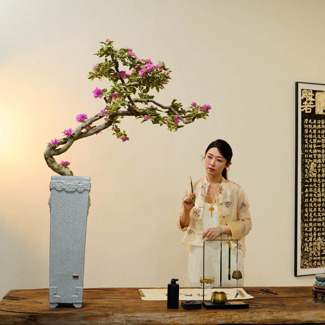 精品三角梅金边蓝月亮造型盆景客厅阳台庭院勤花高端老桩四季开花