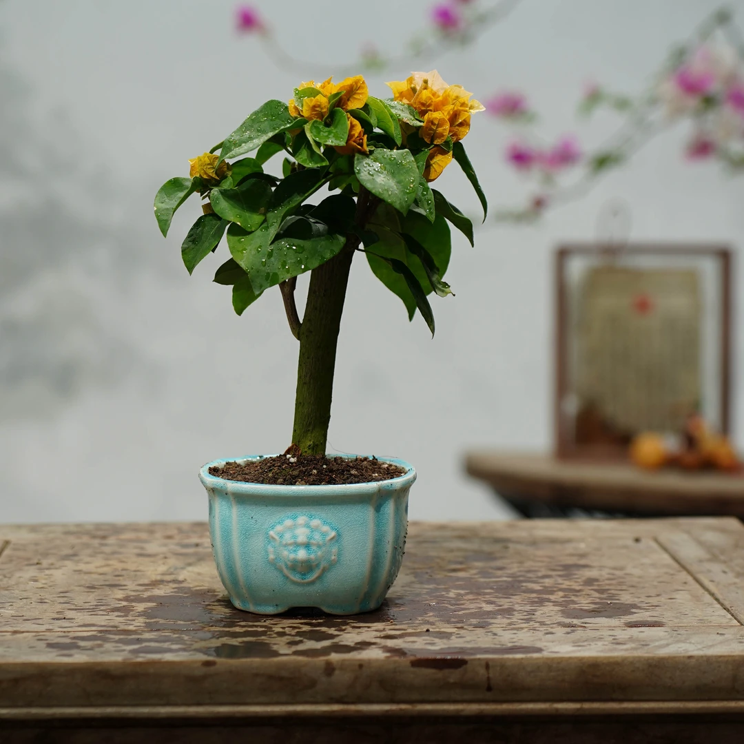 柠檬黄盆景量拍，不挑造型，有的带花苞 有的没花 介意勿拍