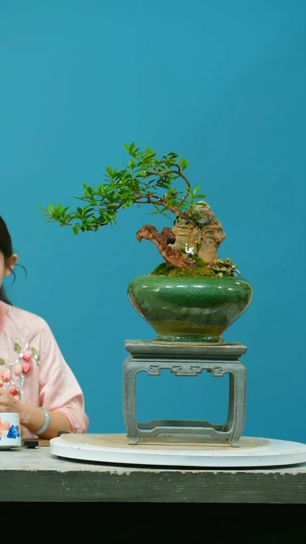 【闪购商品】盆栽栀子花