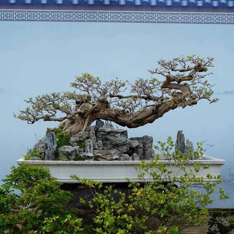 精品三角梅小叶紫造型盆景客厅阳台庭院盆景勤花高端老桩四季开花