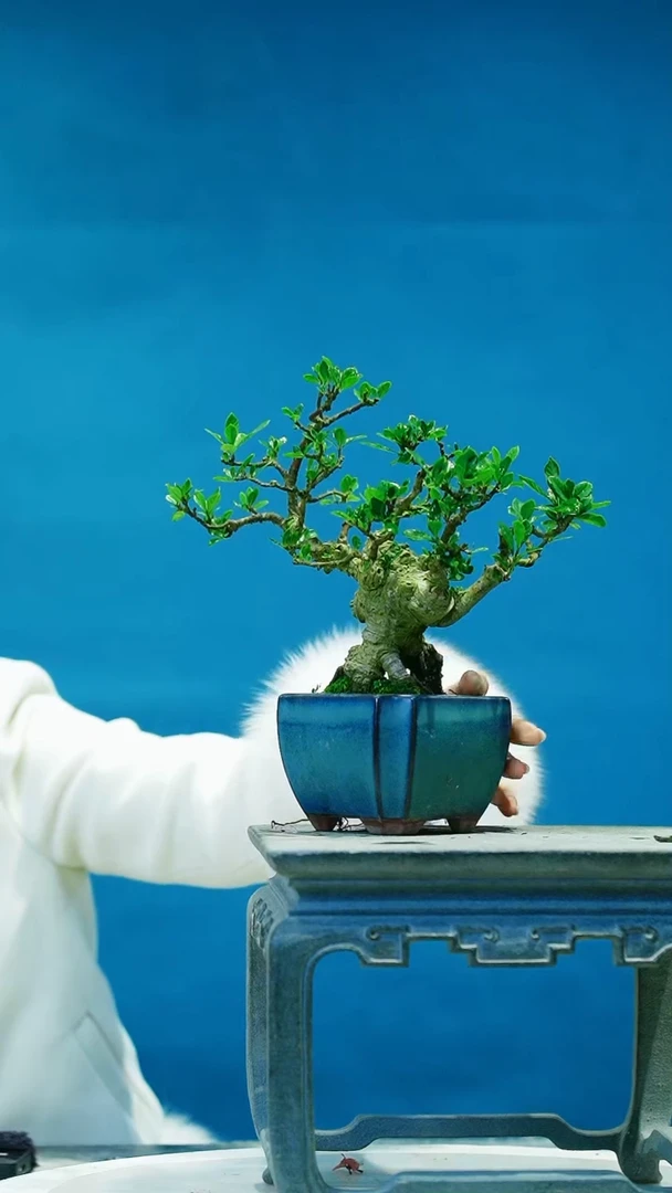 【闪购商品】栀子花栀子花