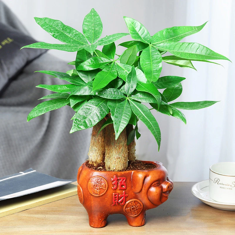 发财树盆栽植物室内水培花卉盆栽客厅绿植小盆景办公室四季常青