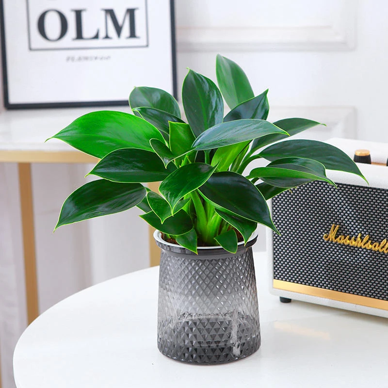 金钻盆栽绿公主水培办公室万年青绿植物多肉室内花卉懒人好养易活