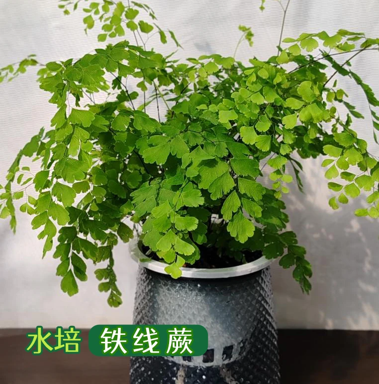 铁线蕨盆栽水培植物耐阴净化空气室内客厅四季好养花卉蕨类绿植