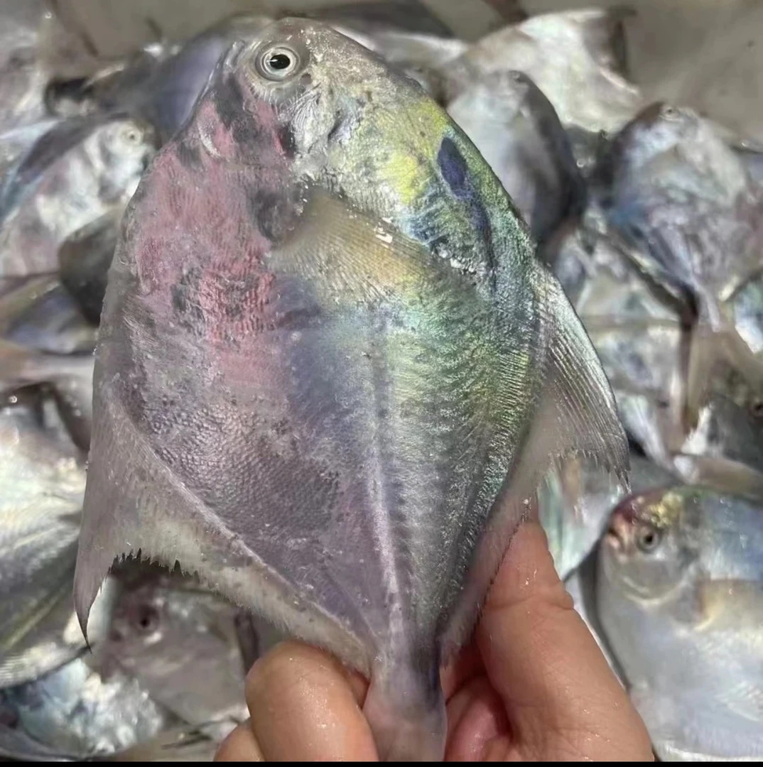东海野生海捕小银鲳鱼 4斤顺丰冷链包邮