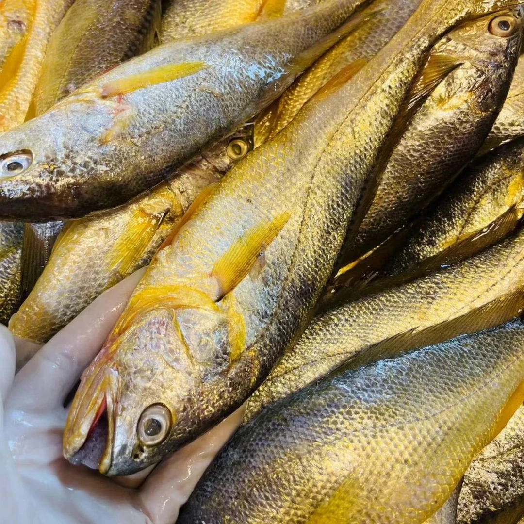 东海野生新鲜海捕小黄鱼 黄花鱼 顺丰包邮