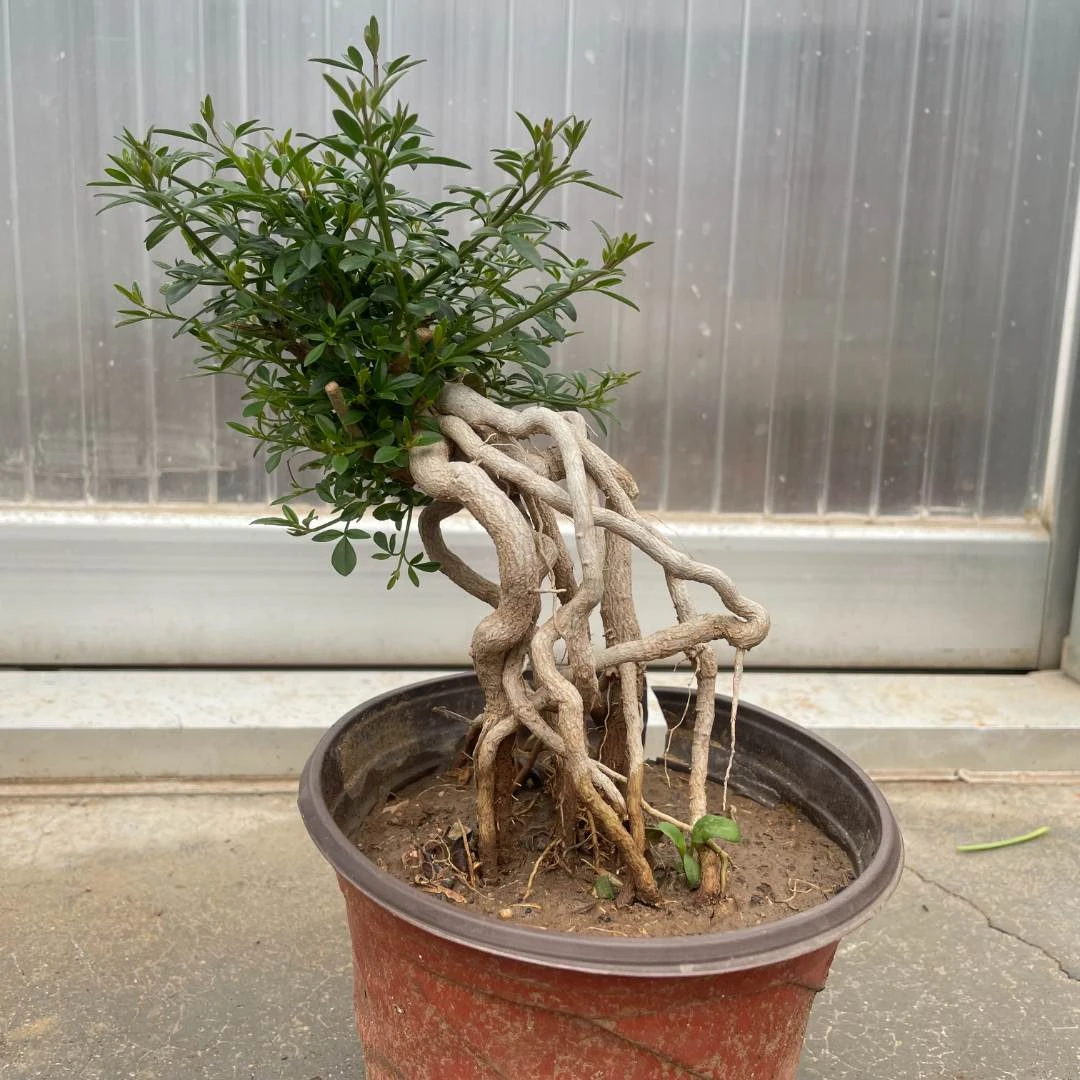 春季甘小迎春花根艺盆景美观