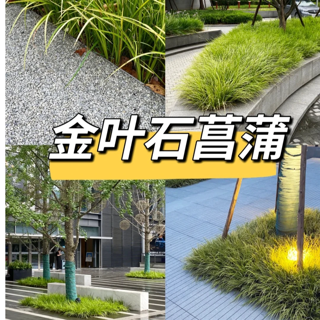 地被花镜植物金叶石菖蒲盆栽植物金叶苔草绿植四季常绿青花卉好养