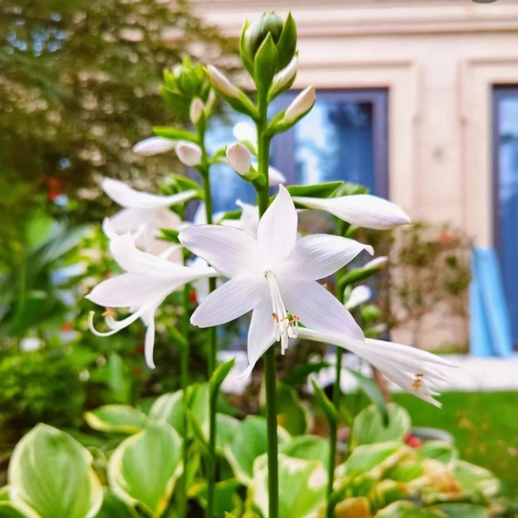 玉簪花阳台庭院地被绿植多年生宿根耐寒耐阴观叶花卉