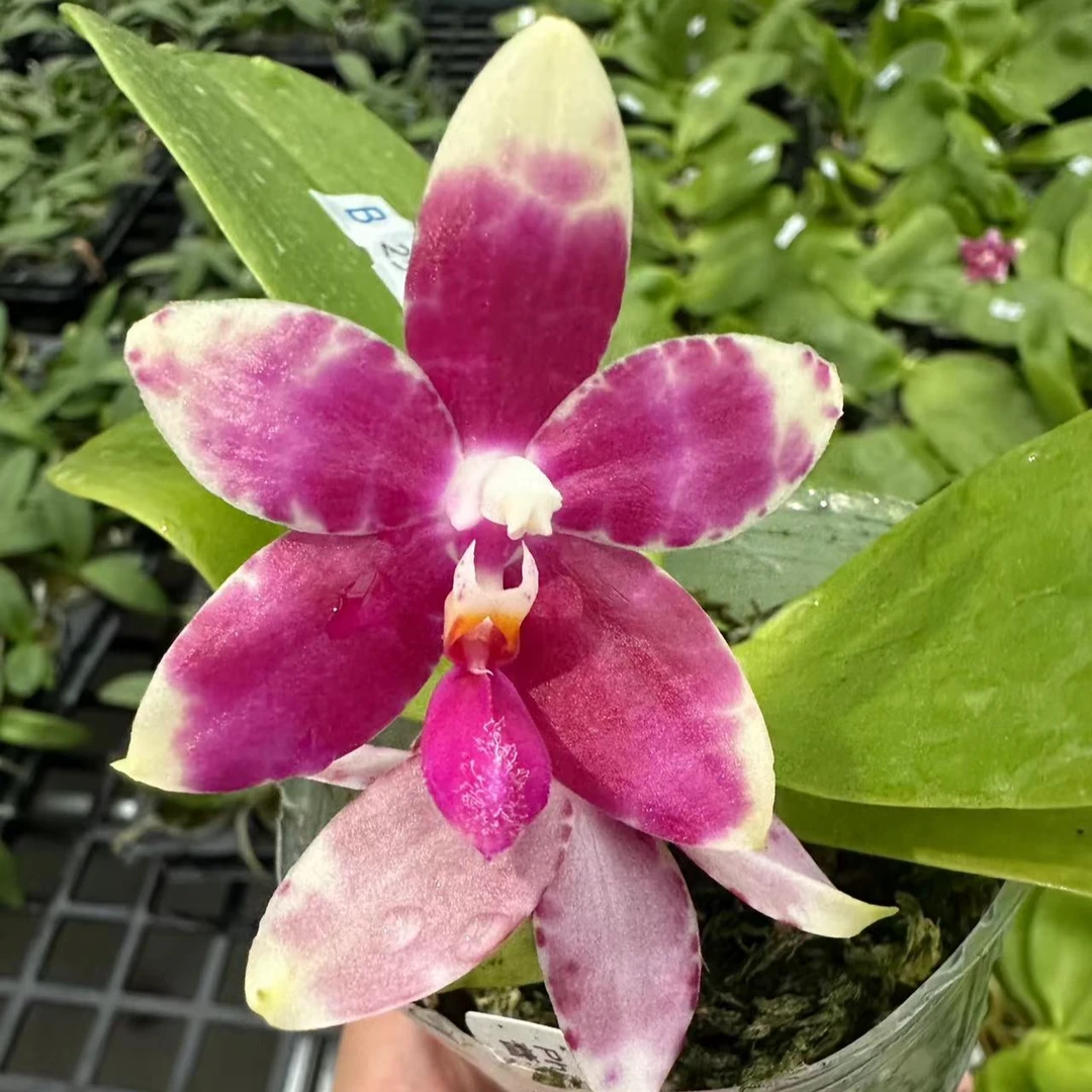 《蕾德蓝斑》趣味蝴蝶兰(2.5寸）