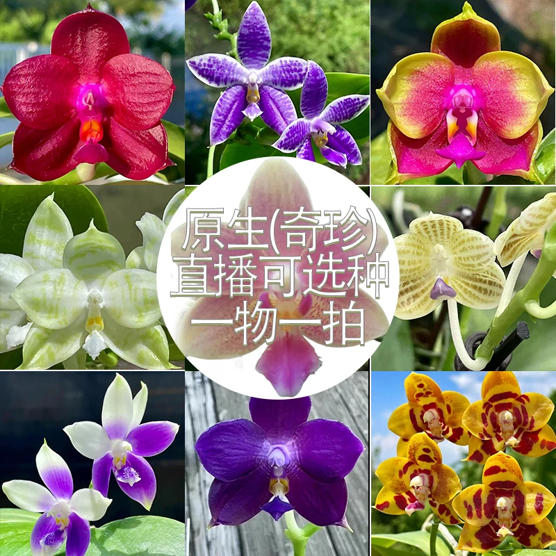 旭日出品 蝴蝶兰原生种趣味蝶珍奇类 稀有带花苞品种直播一物一拍
