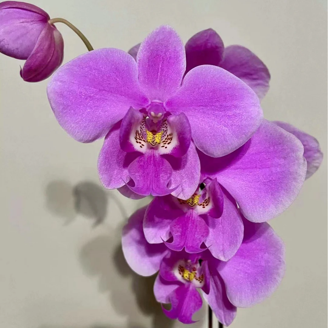 《绿叶红花西》 趣味蝴蝶兰（3.5寸杯）纯苗