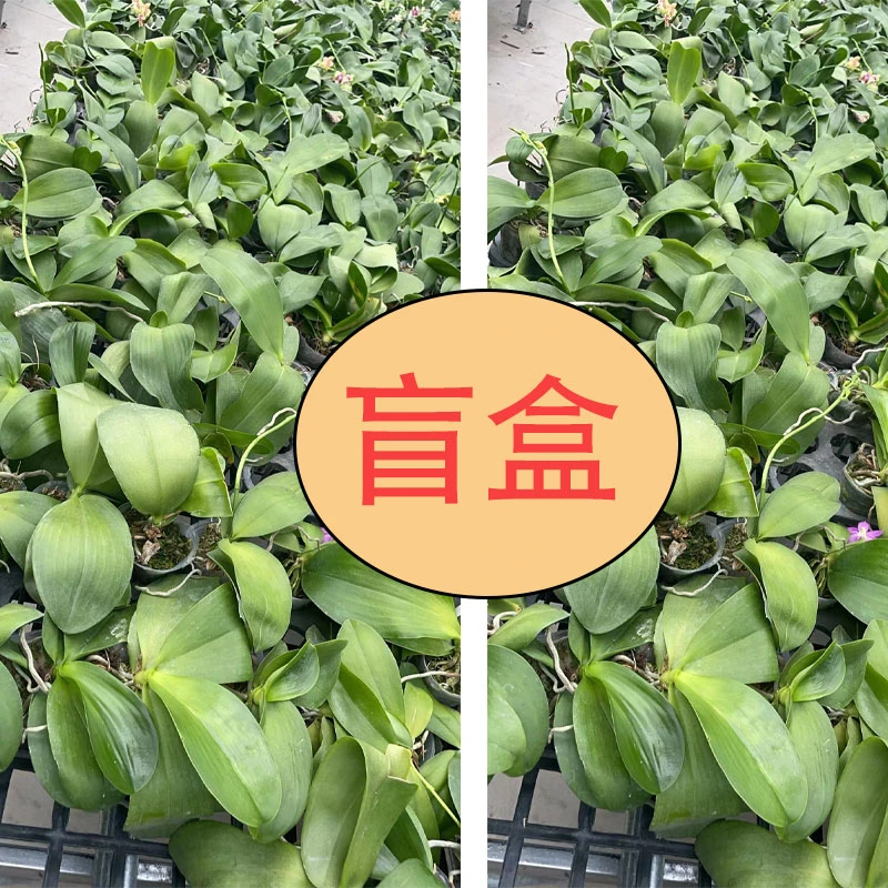 旭日生物柳林小星星（无售后）