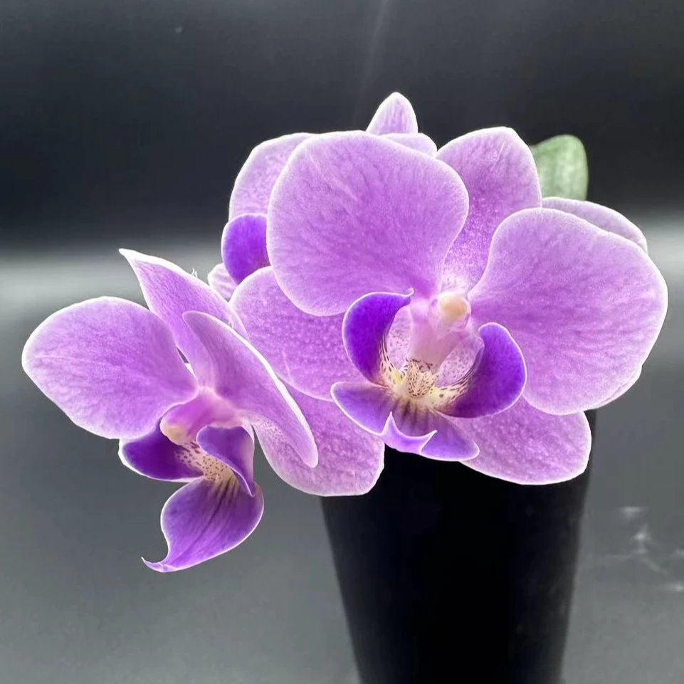 《欧洲小蓝》趣味蝴蝶兰 （2.5寸杯）抽梗 易谢 轻微叶损