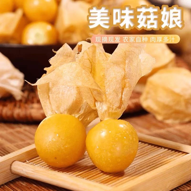 东北特产甜菇娘果新鲜采摘海伦果灯笼果姑娘果