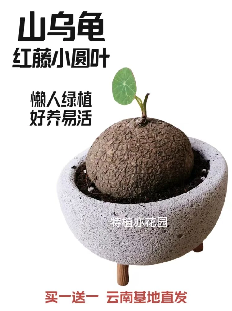 买一送一山乌龟爬藤绿植金不换多肉茶几办公室盆栽观叶耐活新家