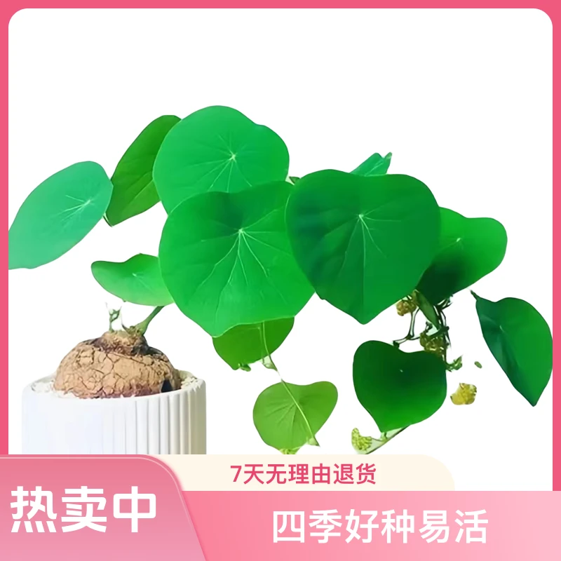 红藤绿藤山乌龟室内绿植中季好养水培爬藤空气净化器懒人植物盆栽
