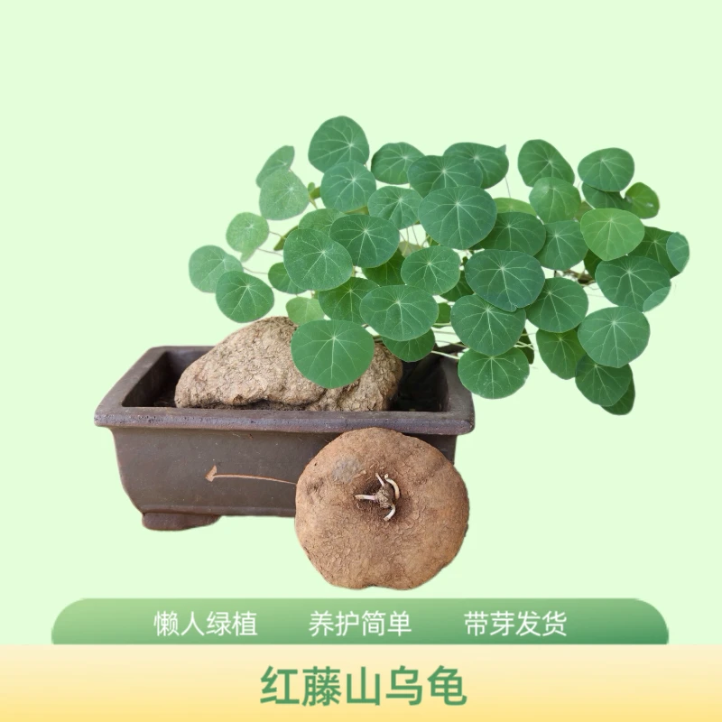 云南网红爬藤植物山乌龟红藤小圆叶优质盆栽全国可种组合价格优惠